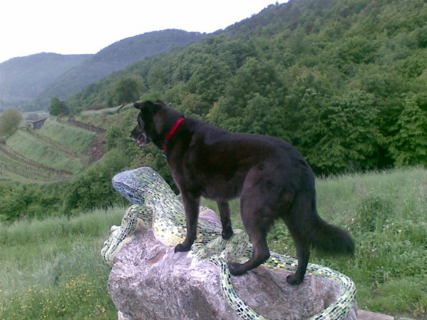 med_In der Wachau.jpg (599 x 449)